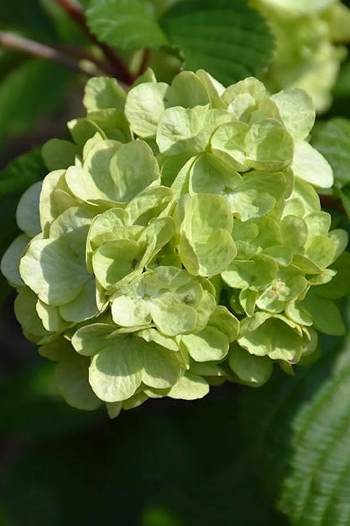  Lime Martini Snowball Viburnum Bush - 2 Gallon Pot
