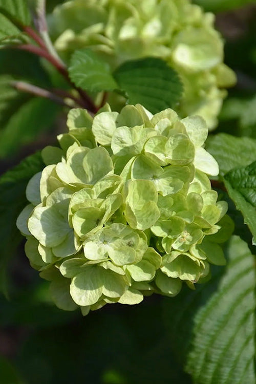  Lime Martini Snowball Viburnum Bush - 2 Gallon Pot