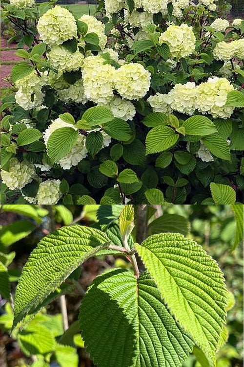  Lime Martini Snowball Viburnum Bush - 2 Gallon Pot