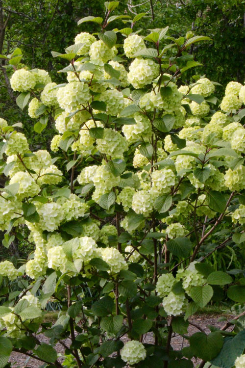  Lime Martini Snowball Viburnum Bush - 2 Gallon Pot