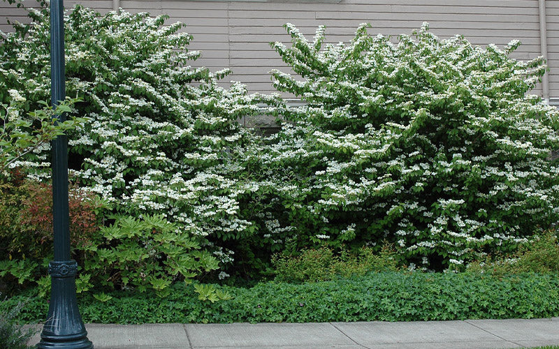  Mariesii Doublefile Viburnum - 3 Gallon Pot