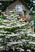  Mariesii Doublefile Viburnum - 3 Gallon Pot