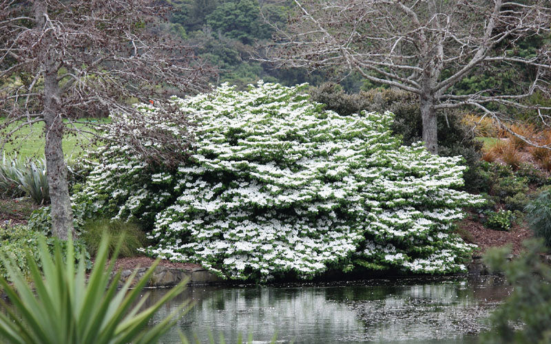  Mariesii Doublefile Viburnum - 6 Pack Of 1 Gallon Pots
