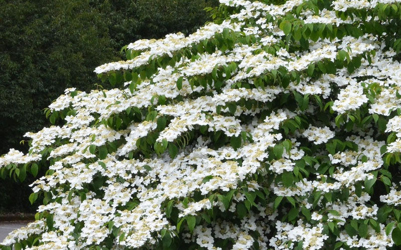  Mariesii Doublefile Viburnum - 3 Gallon Pot