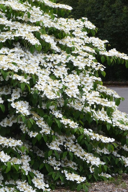  Mariesii Doublefile Viburnum - 6 Pack Of 1 Gallon Pots