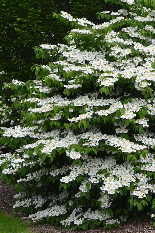  Mariesii Doublefile Viburnum - 7 Gallon Pot