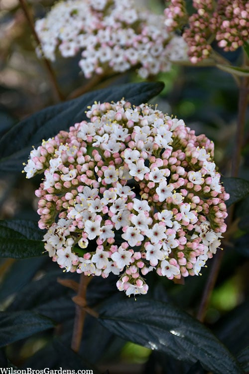  Prague Viburnum - 3 Gallon Pot