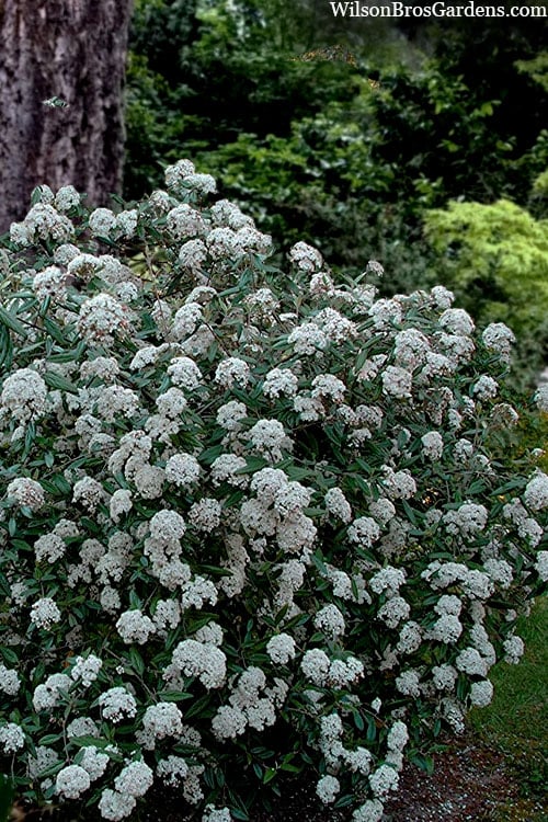  Prague Viburnum - 2.5 Quart Pot