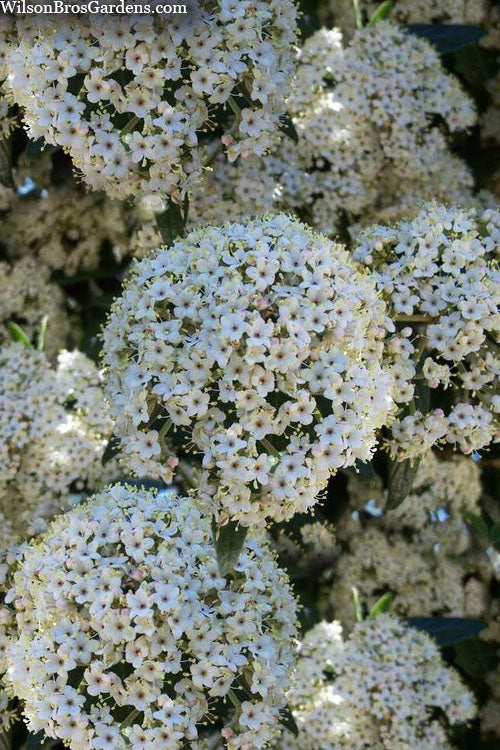  Prague Viburnum - 7 Gallon Pot
