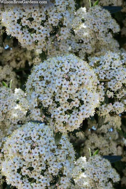  Prague Viburnum - 3 Gallon Pot