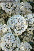  Prague Viburnum - 1 Gallon Pot