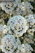  Prague Viburnum - 6 Pack Of 1 Gallon Pots