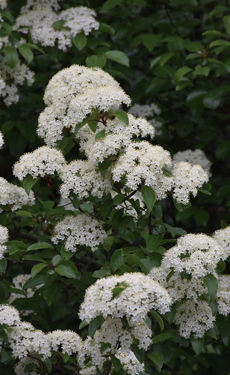  Blackhaw Viburnum - 3 Gallon Pot