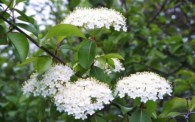  Blackhaw Viburnum - 2 Gallon Pot