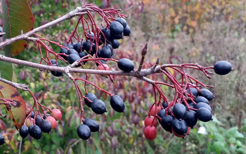 Blackhaw Viburnum - 2 Gallon Pot