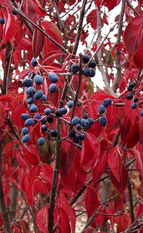  Blackhaw Viburnum - 2 Gallon Pot