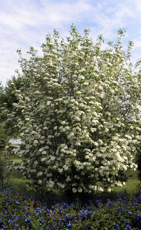  Blackhaw Viburnum - 1 Gallon Pot