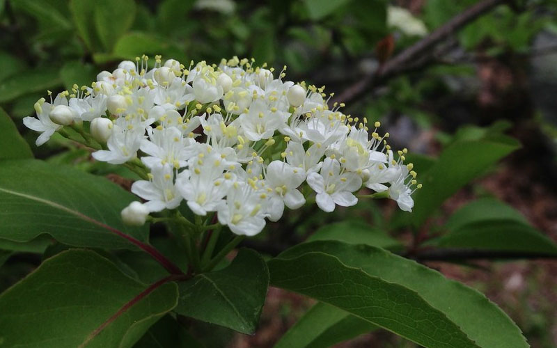  Blackhaw Viburnum - 2 Gallon Pot
