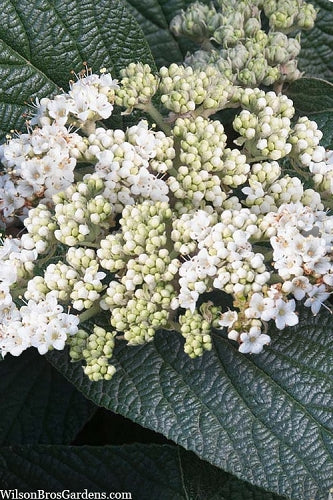  Alleghany Viburnum - 1 Gallon Pot