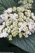  Alleghany Viburnum - 1 Gallon Pot