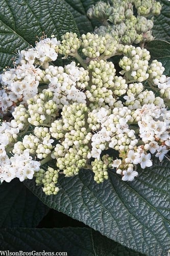  Alleghany Viburnum - 1 Gallon Pot