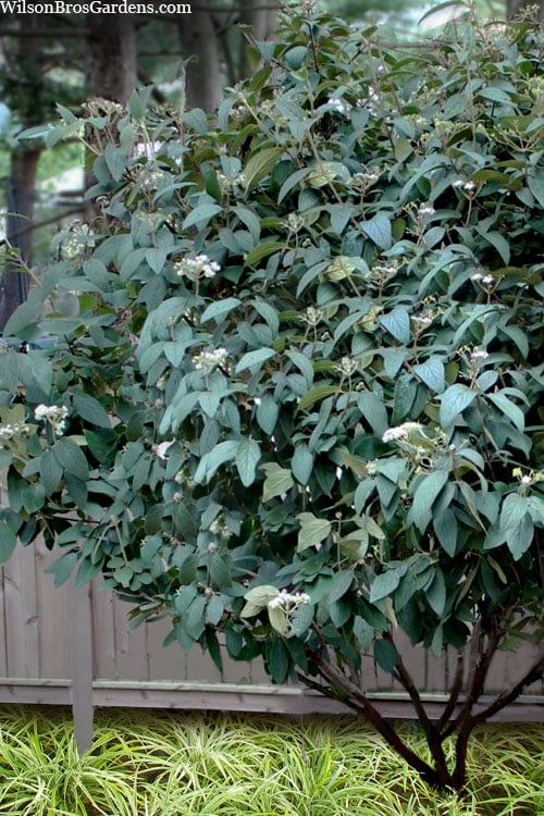  Alleghany Viburnum - 1 Gallon Pot