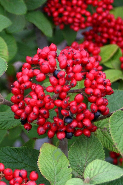  Alleghany Viburnum - 1 Gallon Pot