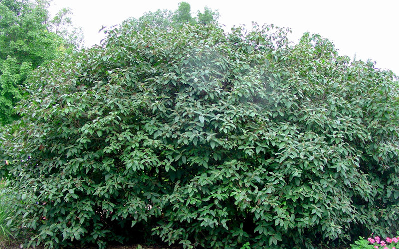  Alleghany Viburnum - 1 Gallon Pot