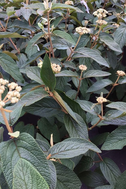  Alleghany Viburnum - 1 Gallon Pot