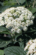  Alleghany Viburnum - 1 Gallon Pot