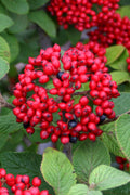  Red Balloon Viburnum - 3 Gallon Pot