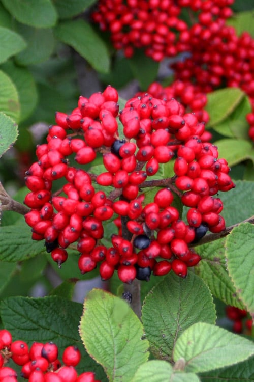  Red Balloon Viburnum - 3 Gallon Pot