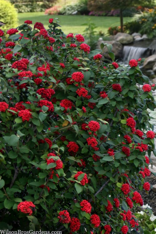  Red Balloon Viburnum - 3 Gallon Pot