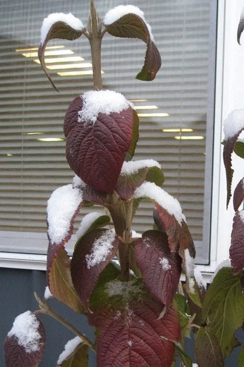  Red Balloon Viburnum - 3 Gallon Pot