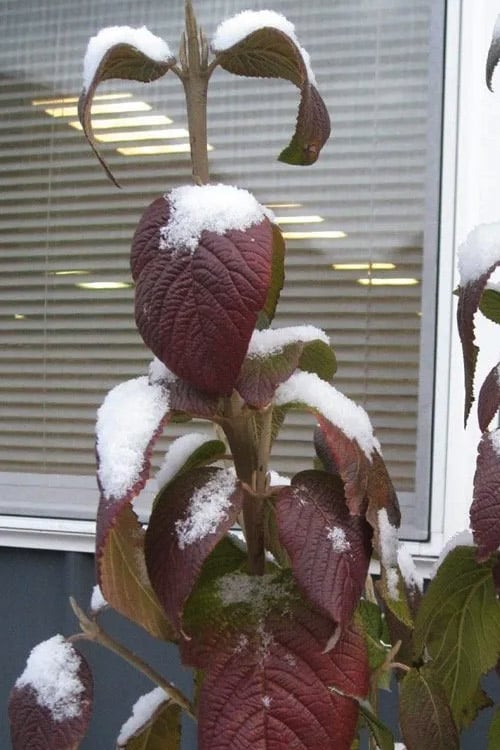  Red Balloon Viburnum - 3 Gallon Pot