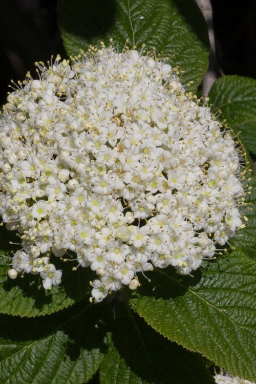  Red Balloon Viburnum - 3 Gallon Pot