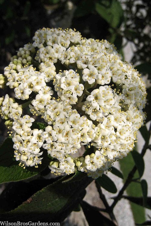  Willowwood Viburnum - 3 Gallon Pot