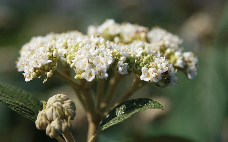  Willowwood Viburnum - 3 Gallon Pot