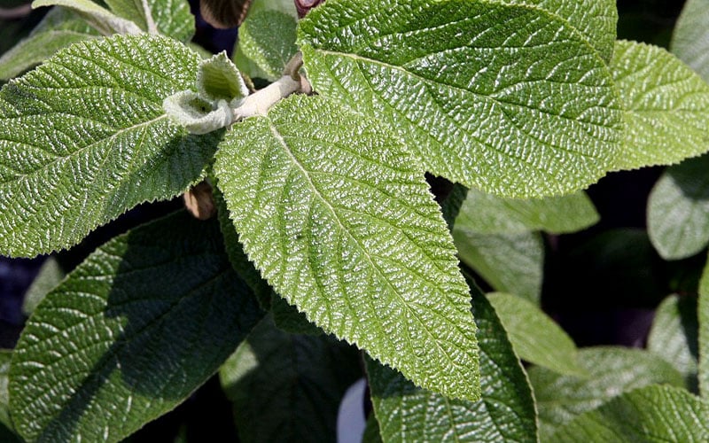  Willowwood Viburnum - 3 Gallon Pot
