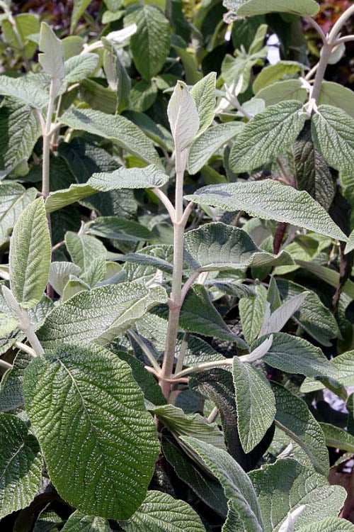  Willowwood Viburnum - 3 Gallon Pot