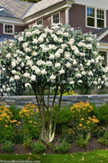  Leatherleaf Evergreen Viburnum - 1 Gallon Pot