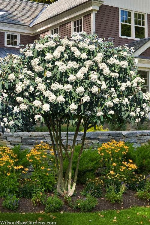  Leatherleaf Evergreen Viburnum - 1 Gallon Pot