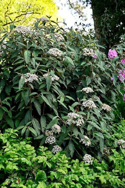  Leatherleaf Evergreen Viburnum - 1 Gallon Pot