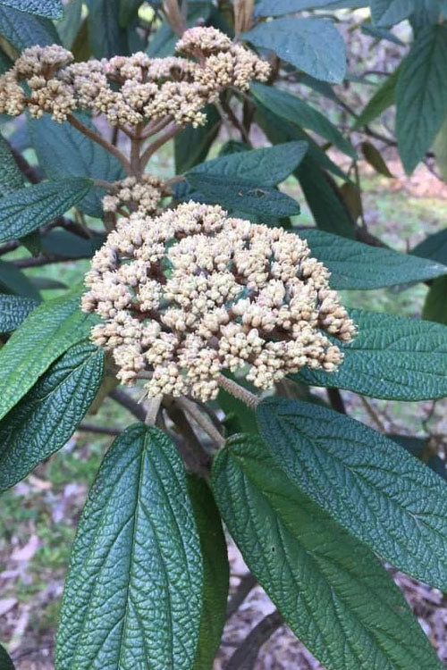  Leatherleaf Evergreen Viburnum - 3 Gallon Pot