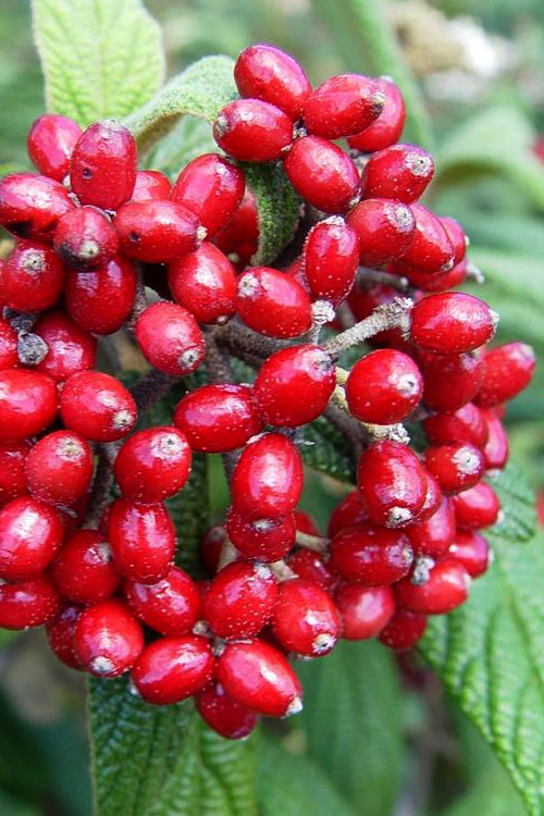  Leatherleaf Evergreen Viburnum - 3 Gallon Pot