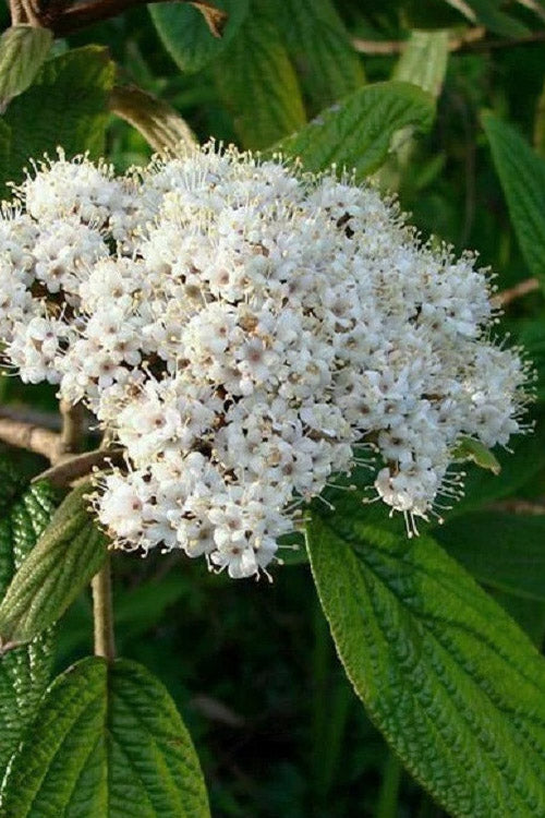  Leatherleaf Evergreen Viburnum - 1 Gallon Pot
