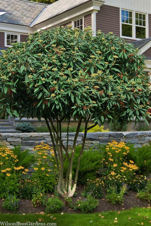  Leatherleaf Evergreen Viburnum - 3 Gallon Pot