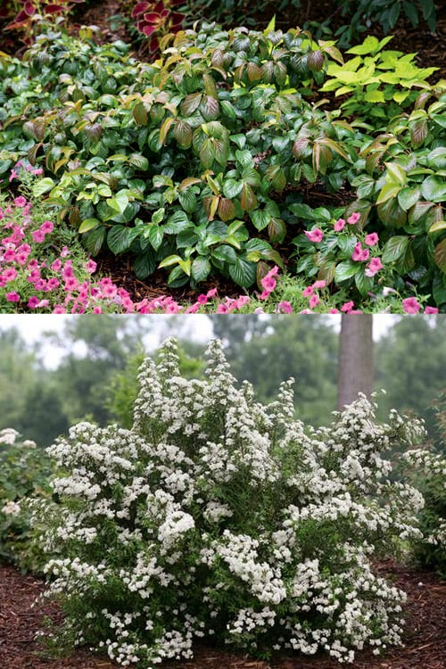  Shiny Dancer Viburnum - 2 Gallon Pot