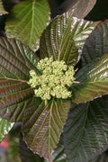  Shiny Dancer Viburnum - 2 Gallon Pot
