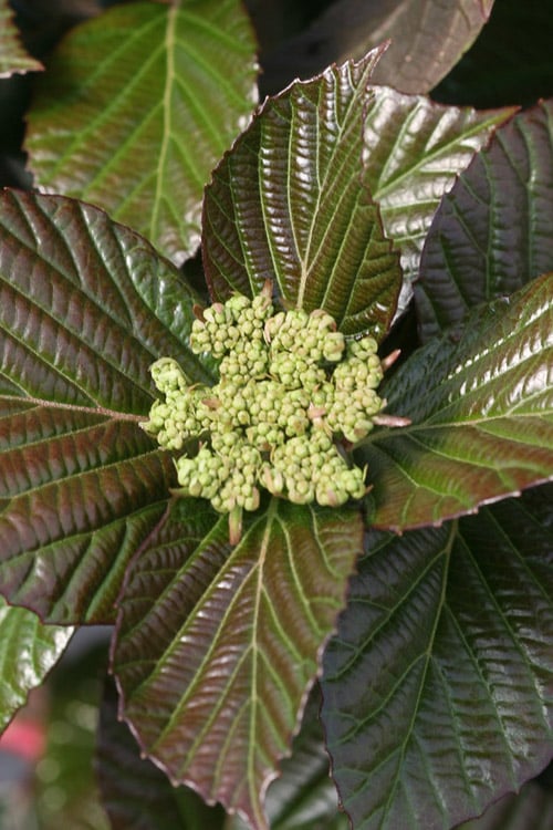  Shiny Dancer Viburnum - 2 Gallon Pot
